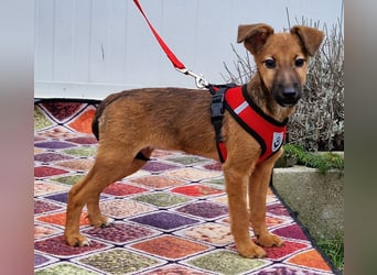 Dalia kleines Wunder sucht ihre Menschen