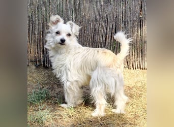 Happy, kleiner Hund sucht großes Glück