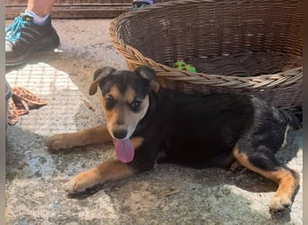 Lee, kleine Schnuckelmaus sucht aktive Familie