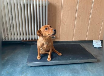 Ronja, bezaubernde junge Hündin