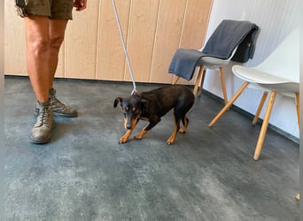 Jessy, kleine Hundedame freut sich auf ein schönes Zuhause