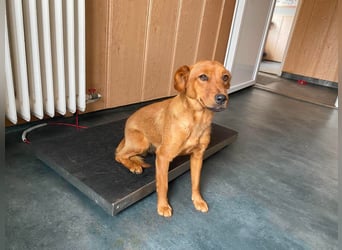 Ronja, bezaubernde junge Hündin