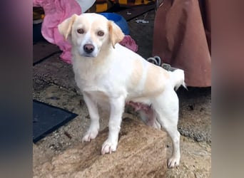 Mirka- sucht ein Zuhause