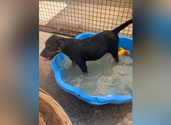 Bruce sucht tolles Zuhause