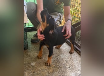 Bruce sucht tolles Zuhause
