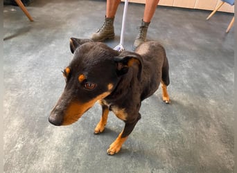 Jessy, kleine Hundedame freut sich auf ein schönes Zuhause
