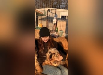 Maszola, Senior wurde einfach im Tierheim abgegeben