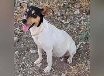 Zozo sucht ein Zuhause / eine Pflegestelle
