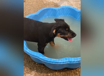 Bruce sucht tolles Zuhause