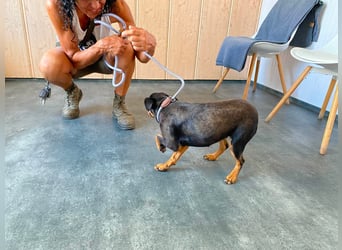 Jessy, kleine Hundedame freut sich auf ein schönes Zuhause