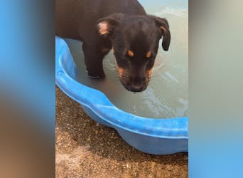 Bruce sucht tolles Zuhause