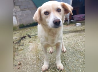 Mirka- sucht ein Zuhause