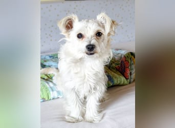 Happy, kleiner Hund sucht großes Glück