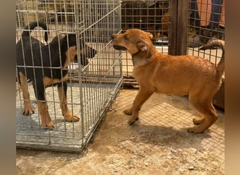 Dori, eine von vielen möchte nicht im Tierheim bleiben