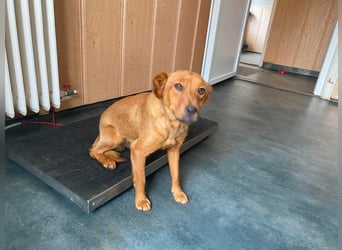 Ronja, bezaubernde junge Hündin