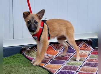 Dafke Glück auf 4 Pfoten sucht ihr Zuhause