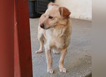 Romy: sucht ein Zuhause/Pflegestelle