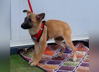 Dafke Glück auf 4 Pfoten sucht ihr Zuhause