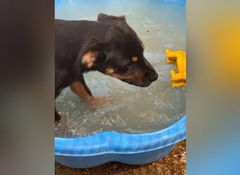 Bruce sucht tolles Zuhause
