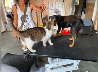 Jessy, kleine Hundedame freut sich auf ein schönes Zuhause