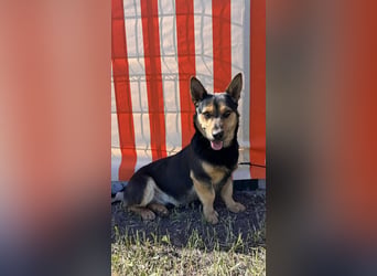 Charmanter Köròs sucht sein Körbchen