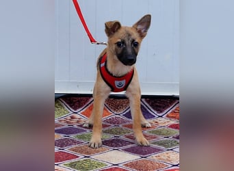 Dafke Glück auf 4 Pfoten sucht ihr Zuhause