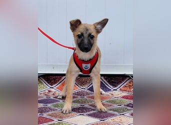 Dafke Glück auf 4 Pfoten sucht ihr Zuhause