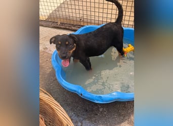 Bruce sucht tolles Zuhause
