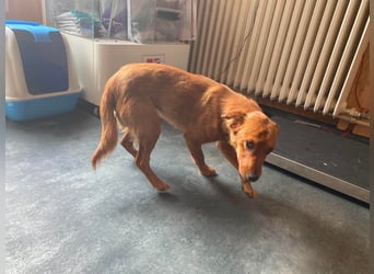 Ronja, bezaubernde junge Hündin