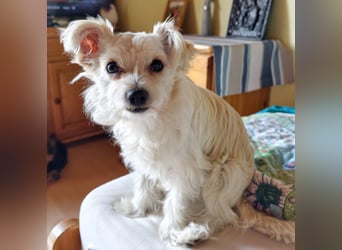 Happy, kleiner Hund sucht großes Glück