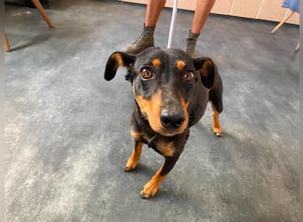 Jessy, kleine Hundedame freut sich auf ein schönes Zuhause