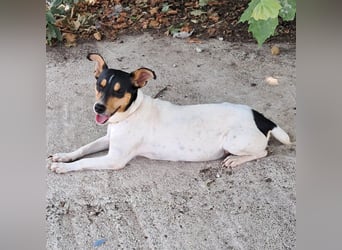 Zozo sucht ein Zuhause / eine Pflegestelle