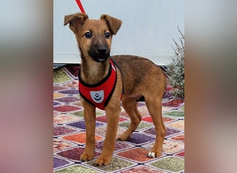 Dalia kleines Wunder sucht ihre Menschen