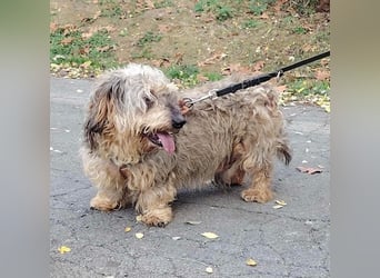 Maszola, Senior wurde einfach im Tierheim abgegeben