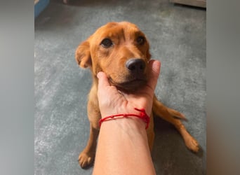 Ronja, bezaubernde junge Hündin