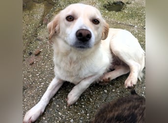 Mirka- sucht ein Zuhause