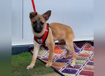 Dafke Glück auf 4 Pfoten sucht ihr Zuhause