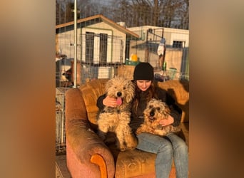 Maszola, Senior wurde einfach im Tierheim abgegeben