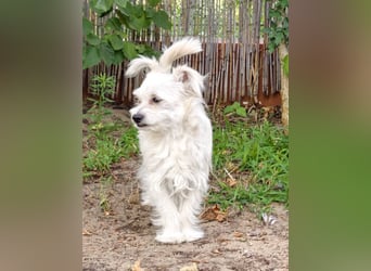 Happy, kleiner Hund sucht großes Glück