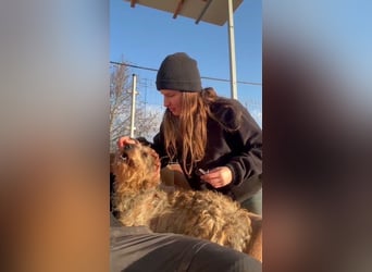 Maszola, Senior wurde einfach im Tierheim abgegeben