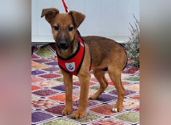 Dalia kleines Wunder sucht ihre Menschen