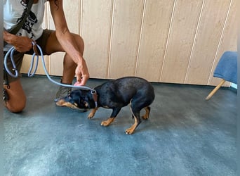 Jessy, kleine Hundedame freut sich auf ein schönes Zuhause