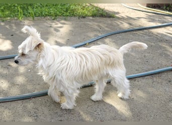 Happy, kleiner Hund sucht großes Glück
