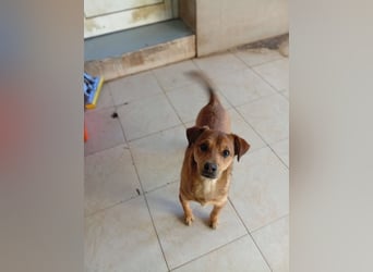Lena - liebevolle Herzenshündin sucht ihre Familie