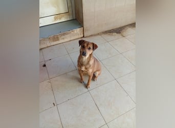 Lena - liebevolle Herzenshündin sucht ihre Familie