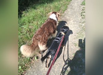 cleverer HOWIE sucht erfahrene Menschen