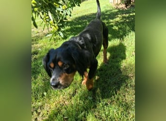 Lernwilliger kleiner Howie sucht seine Menschen (auch Pflegestelle)