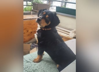 cleverer HOWIE sucht erfahrene Menschen