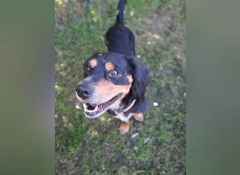 cleverer, verschmuster  HOWIE sucht erfahrene Pflege- oder Endstelle
