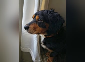HOWIE - clever, sensibel und voller Potenzial